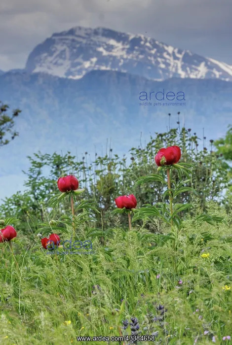 : Balkan Peony, Paeonia peregrina, in flower in wo : Balkan Peony, Paeonia peregrina, in flower in wo
