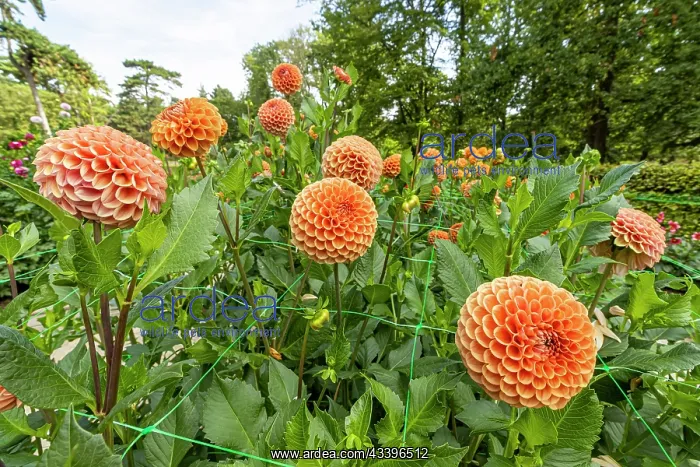 : Ball Dahlia, Dahlia Cornel Bronze Breeder : Smits : Ball Dahlia, Dahlia Cornel Bronze Breeder : Smits