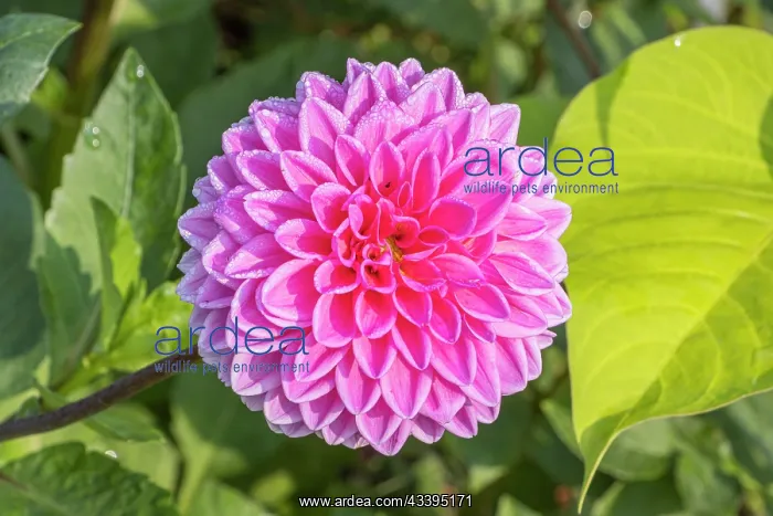 : Ball Dahlia, Dahlia Sandra, flower : Ball Dahlia, Dahlia Sandra, flower