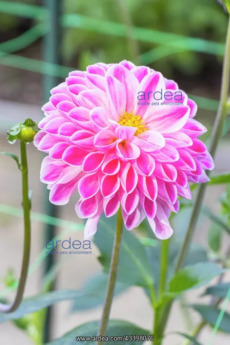 : Ball Dahlia Nadezda, Dahlia Nadezda Breeder: : Ball Dahlia Nadezda, Dahlia Nadezda Breeder: