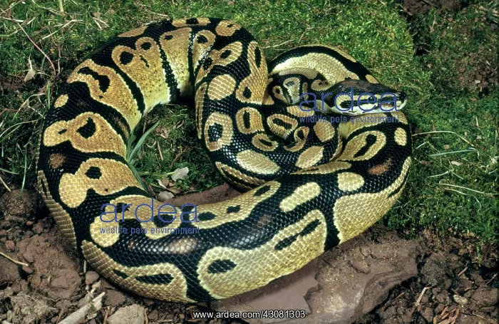: Ball Python : Ball Python
