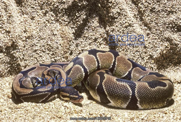 : Ball python : Ball python