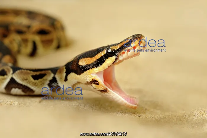 : Ball Python : Ball Python