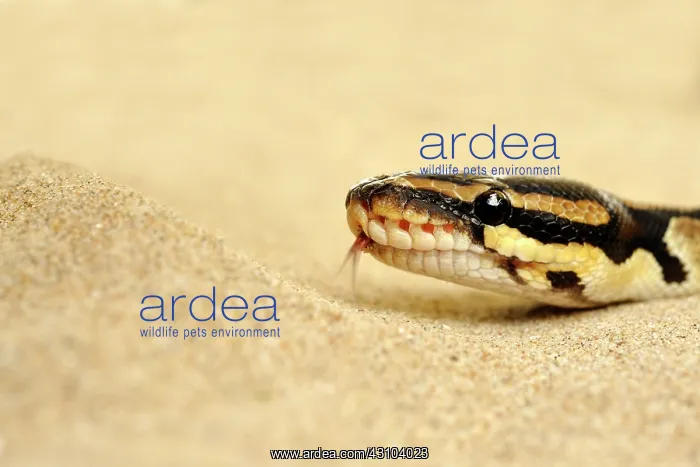 : Ball Python : Ball Python