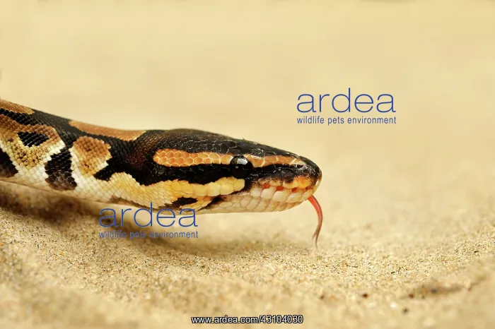: Ball Python : Ball Python