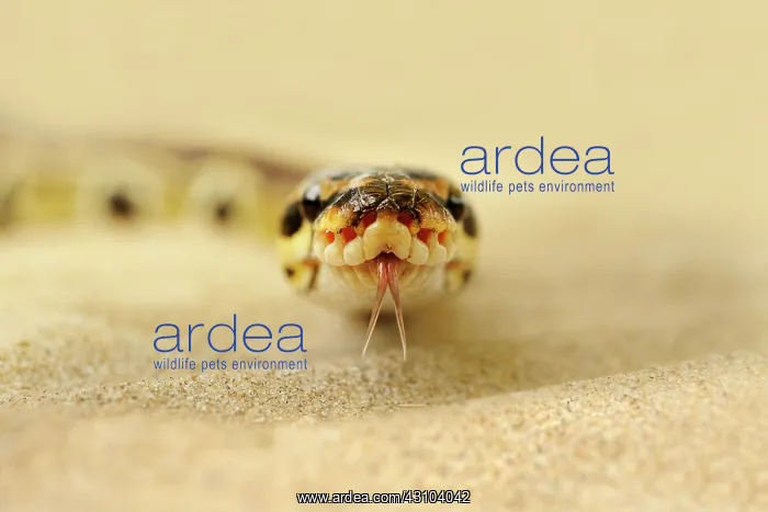 : Ball Python : Ball Python
