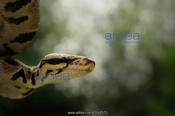 : Ball Python : Ball Python