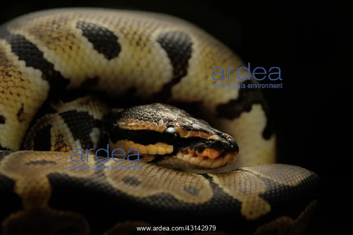 : Ball Python : Ball Python