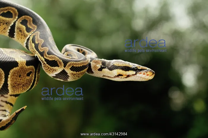 : Ball Python : Ball Python