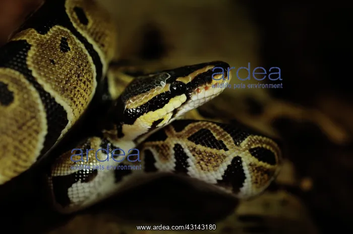 : Ball Python : Ball Python
