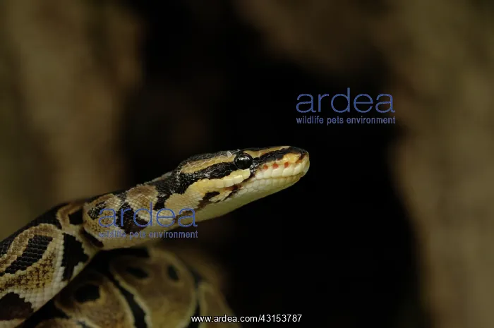 : Ball Python : Ball Python