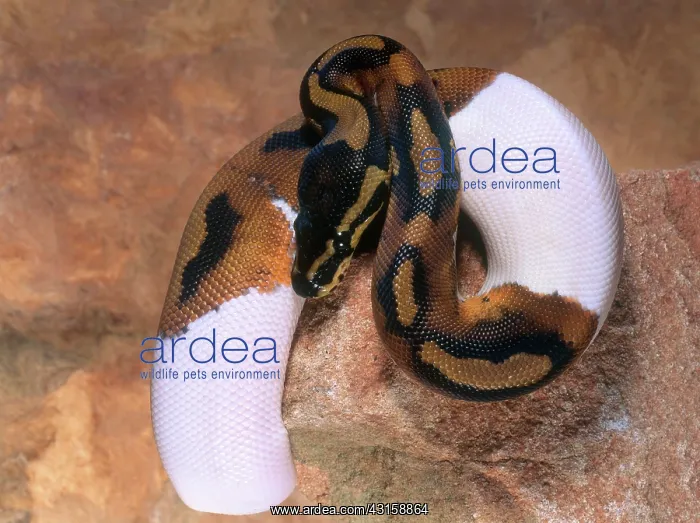 : Ball Python : Ball Python