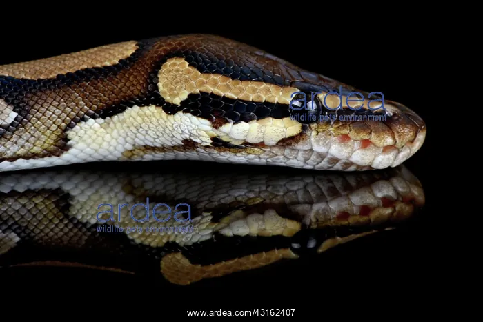 : Ball Python : Ball Python