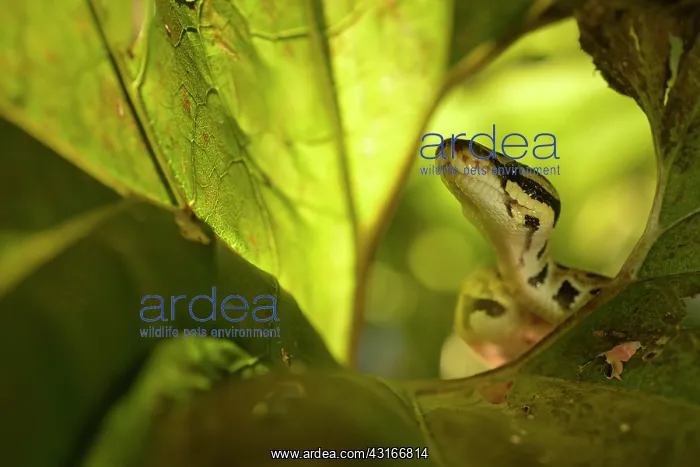 : Ball Python : Ball Python