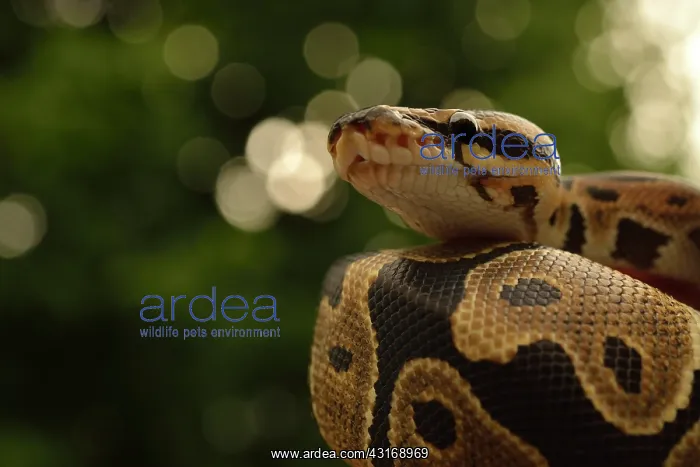 : Ball Python : Ball Python