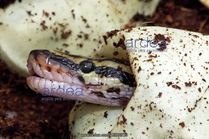 : Ball Python - Captive hatching from egg : Ball Python - Captive hatching from egg