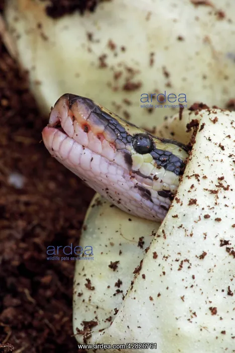: Ball Python - Captive hatching from egg : Ball Python - Captive hatching from egg