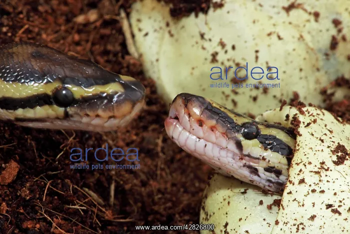 : Ball Python - Captive hatching from egg : Ball Python - Captive hatching from egg