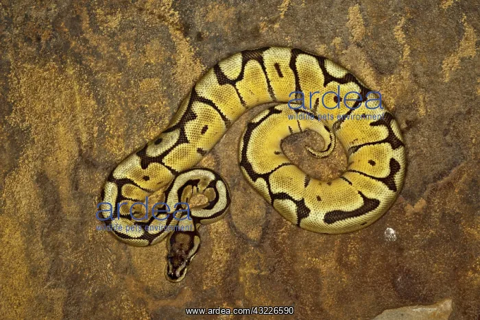 : Ball Python morph (Python regius) : Ball Python morph (Python regius)