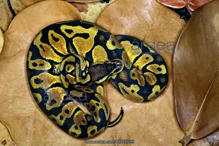 : Ball Python morph (Python regius) : Ball Python morph (Python regius)
