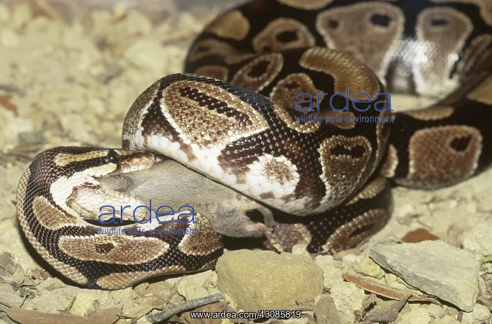 : Ball python with prey : Ball python with prey