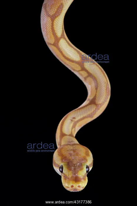 : Ball python (Python regius), caramel : Ball python (Python regius), caramel