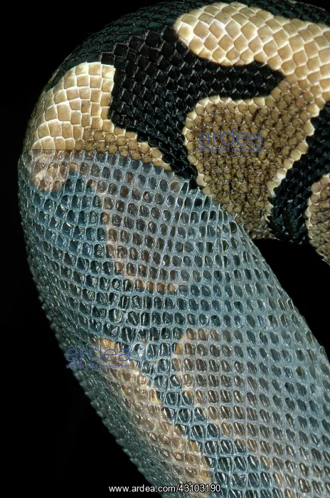 : Ball Python Shedding : Ball Python Shedding