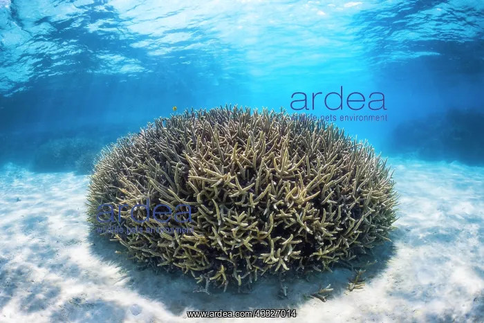 : Ball shaped coral (Acropora sp) in the lagoon of Mayotte : Ball shaped coral (Acropora sp) in the lagoon of Mayotte