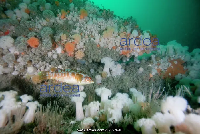  : Ballan Wrasse