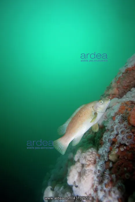 : Ballan Wrasse : Ballan Wrasse