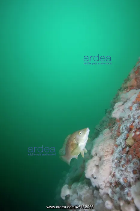 : Ballan Wrasse : Ballan Wrasse