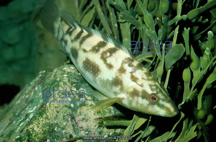 : BALLAN WRASSE FISH : BALLAN WRASSE FISH