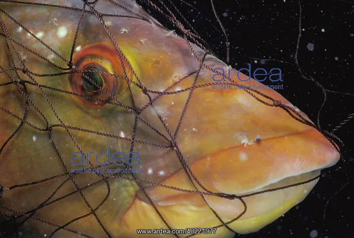 : Ballan Wrasse in net : Ballan Wrasse in net