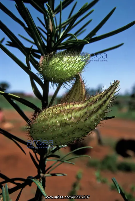 : Balloon Cottonbush - Fruits : Balloon Cottonbush - Fruits