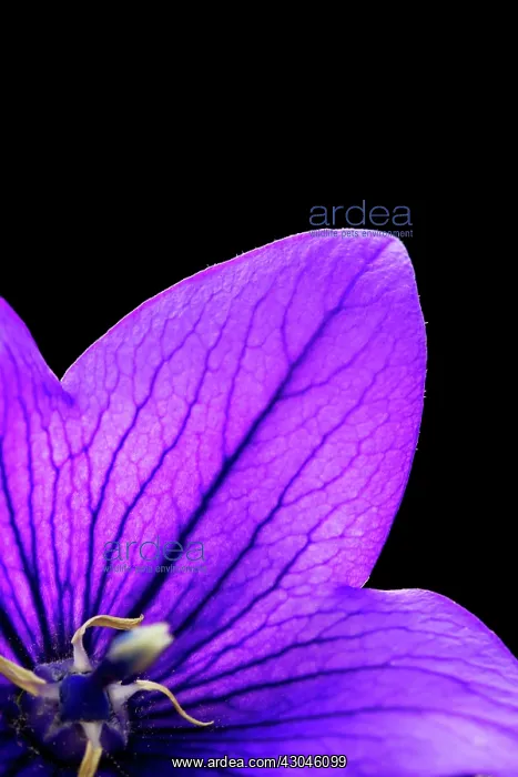 : Balloon flower : Balloon flower