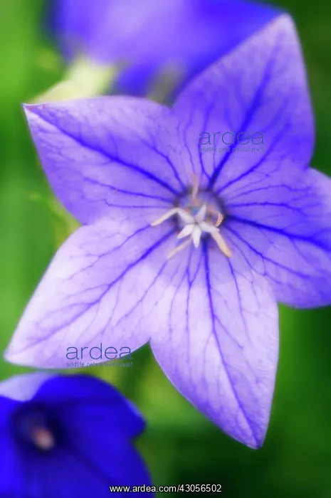: Balloon flower : Balloon flower