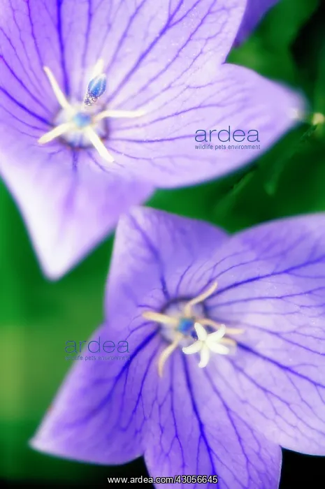  : Balloon flower