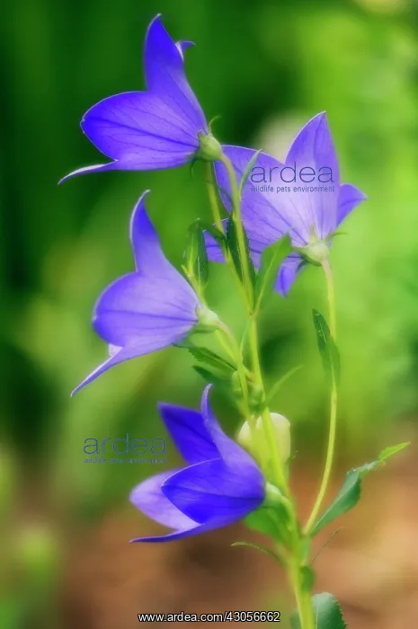: Balloon flower : Balloon flower