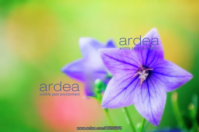: Balloon flower : Balloon flower