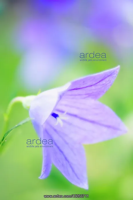 : Balloon flower : Balloon flower