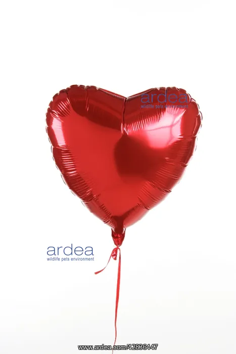 : Balloon, heart shaped : Balloon, heart shaped