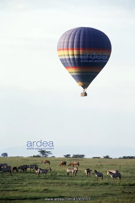  : BALLOON SAFARI - above Plains  /  Burchell's  /  Common Zebra