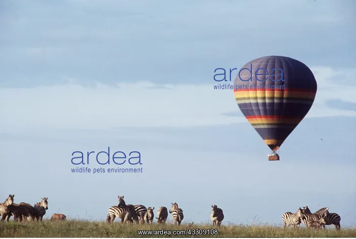  : BALLOON SAFARI - above Plains  /  Burchell's  /  Common Zebra