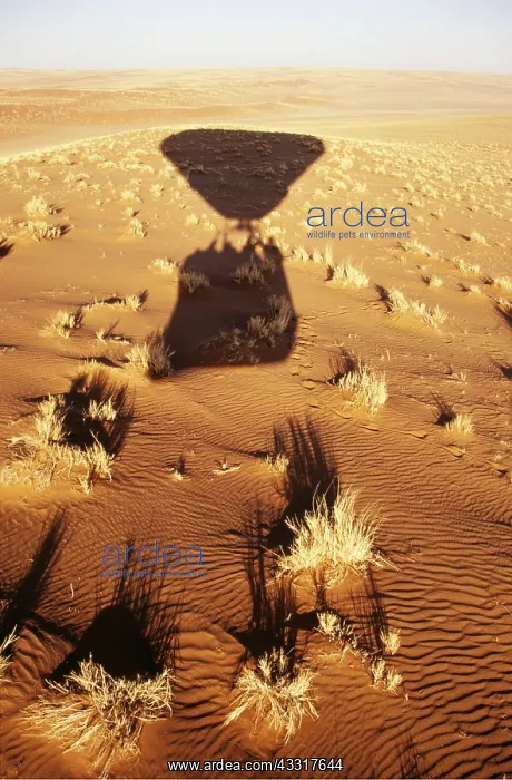 : Balloon Safari - view of grass-grown sand dunes : Balloon Safari - view of grass-grown sand dunes