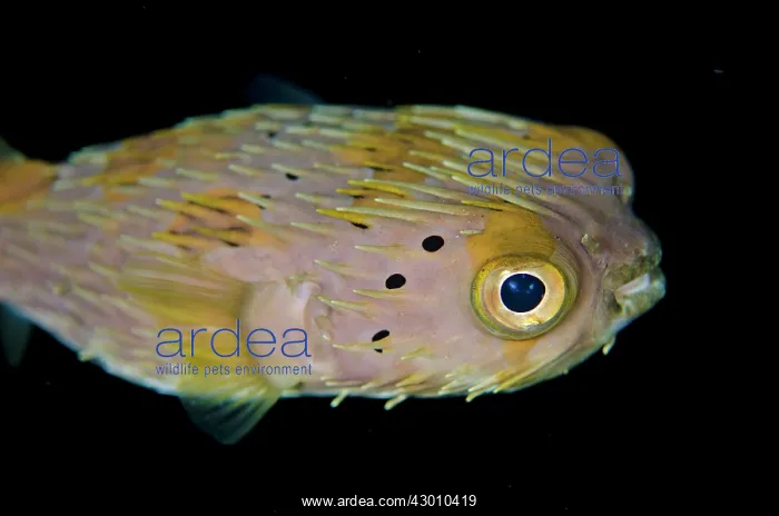 : Balloonfish on night dive TK1 dive site, Lembeh : Balloonfish on night dive TK1 dive site, Lembeh