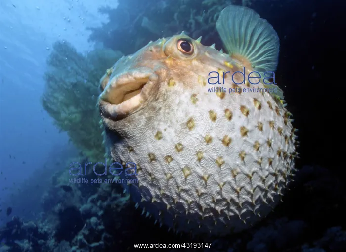 : Balloonfish, Spiny Pufferfish (Cyclichthys orbicularis) : Balloonfish, Spiny Pufferfish (Cyclichthys orbicularis)
