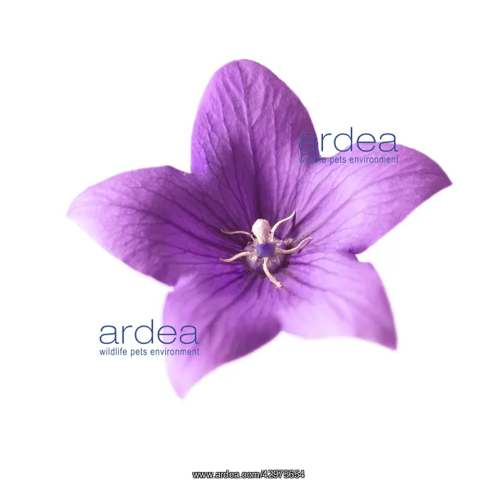 : Balloonflower : Balloonflower