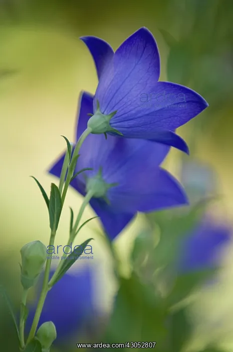 : Balloonflower : Balloonflower