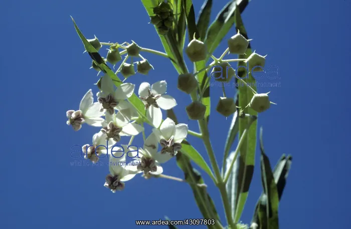 : Balloonplant : Balloonplant