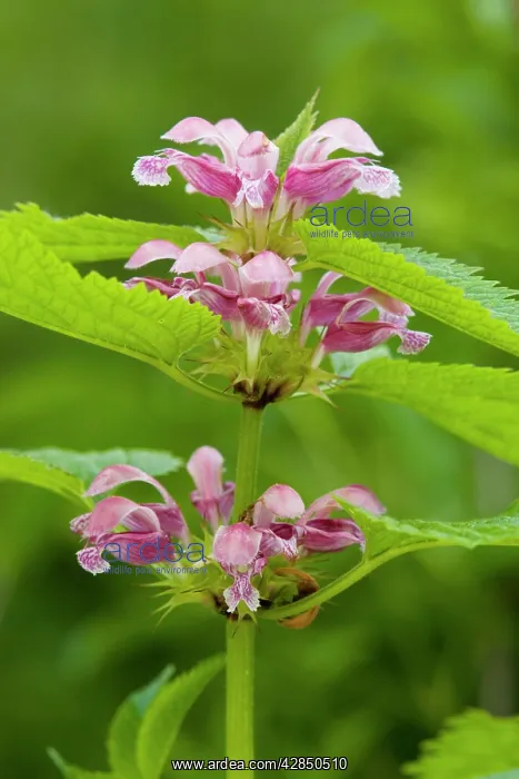 : Balm-leaved Archangel : Balm-leaved Archangel